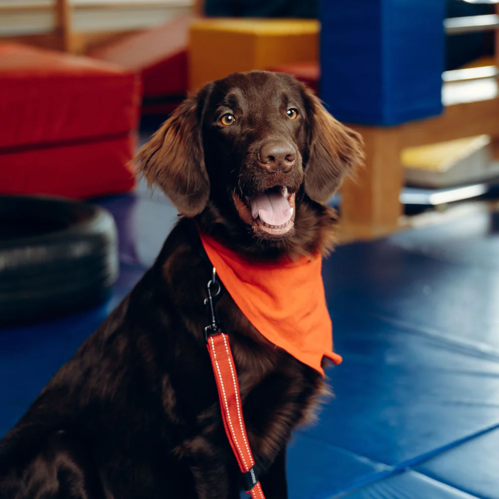 Gioia - Intervenant aux câlins